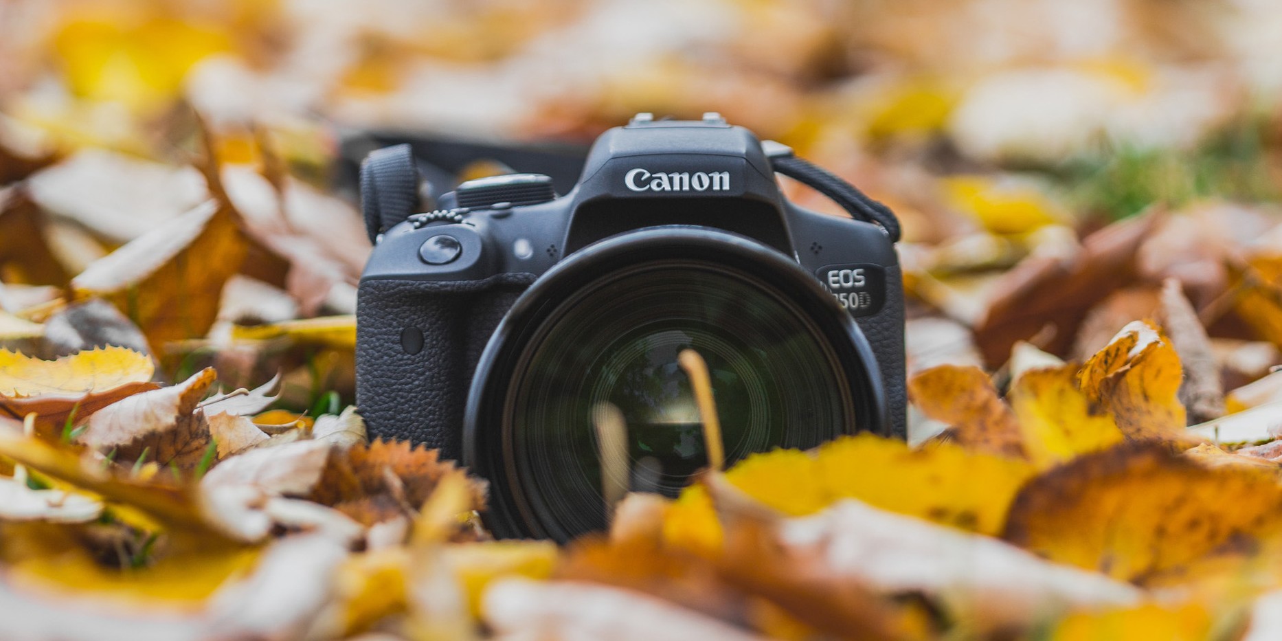 Atelier photos de Jardin