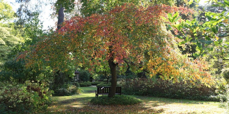 Atelier photos "Portraits d'Arbres"