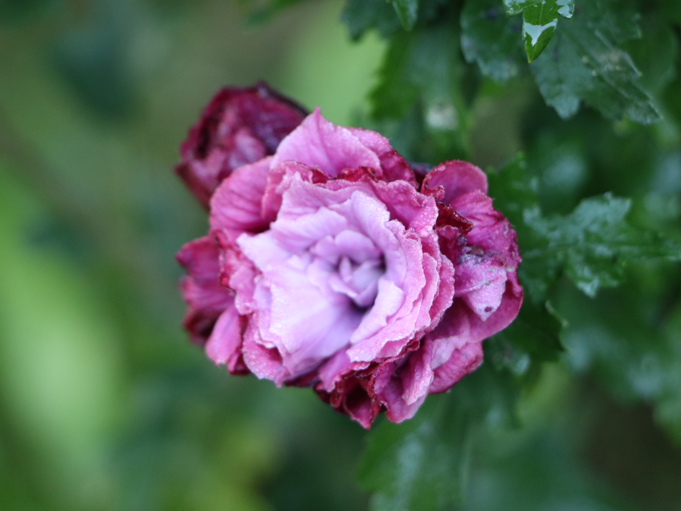 Focus sur l'hibiscus