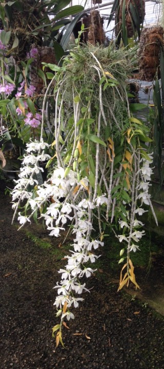 Portes Ouvertes Orchidées