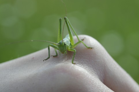 Visite guidée: theme: les animaux en permaculture