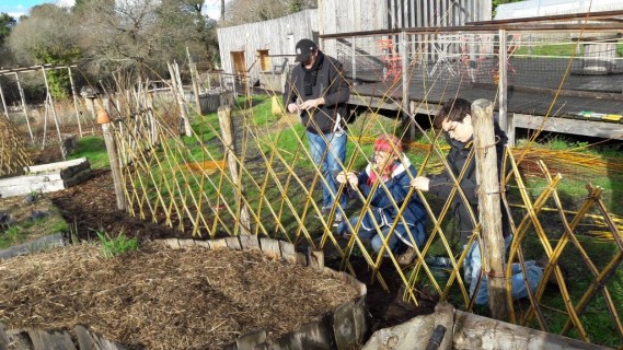 Stage bordures tressés en osier vivant