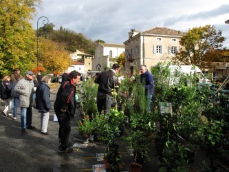 41 eme FOIRE AUX ARBRES